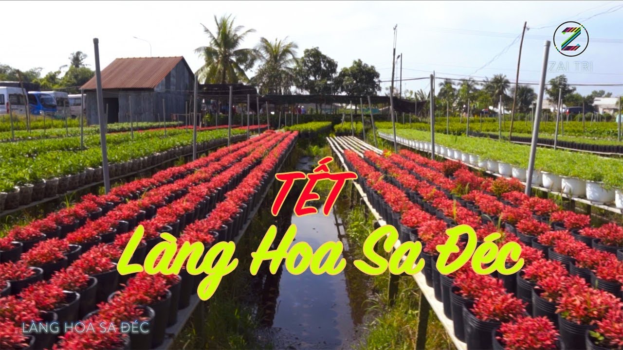 LÀNG HOA  SA ĐÉC - VƯỜN QUÝT LAI VUNG