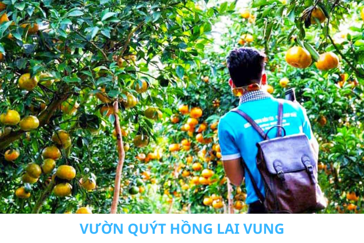 vườn quýt
